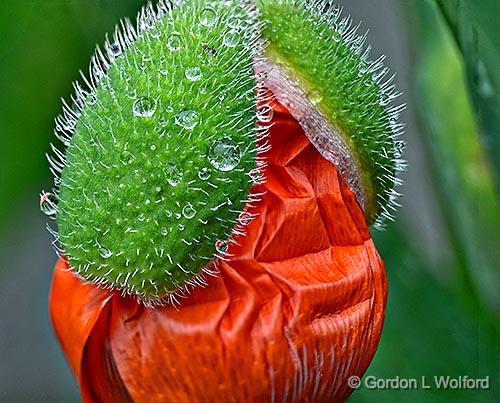 Wet Emerging Poppy Flower_P1130436-41.jpg - Photographed at Smiths Falls, Ontario, Canada.